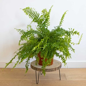 Fougère l aux propriétés dépolluant