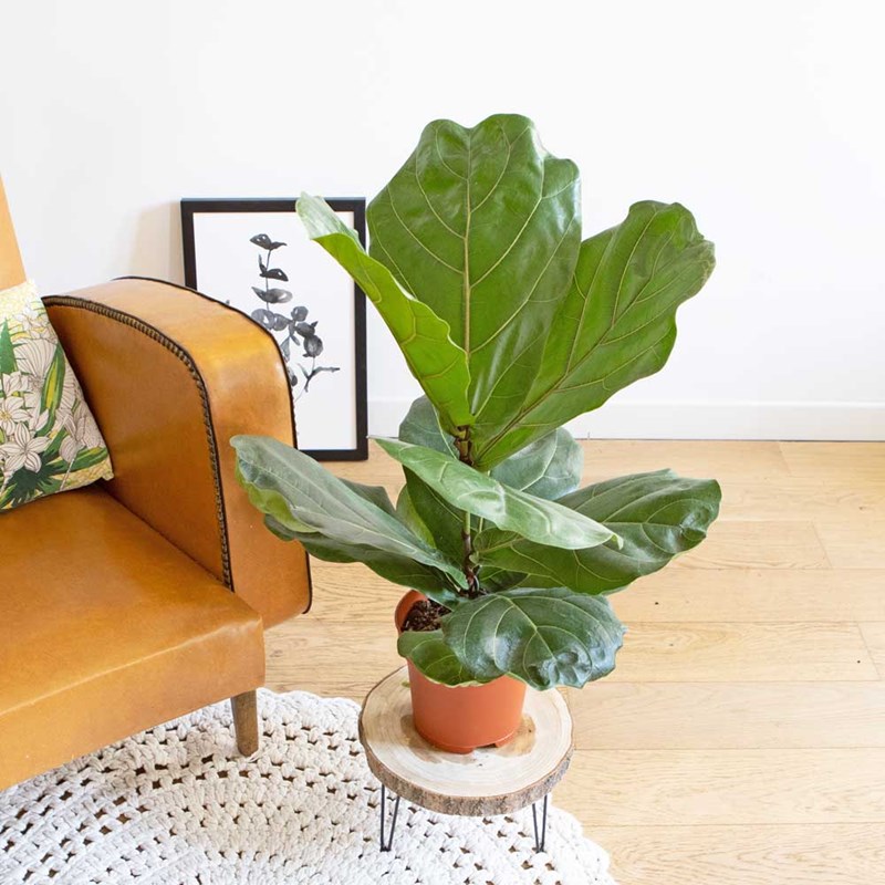 Figuier lyre sans cache-pot