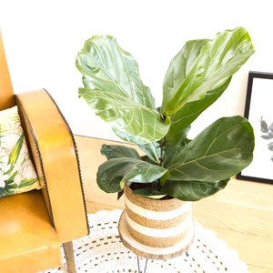 Figuier lyre sans cache-pot