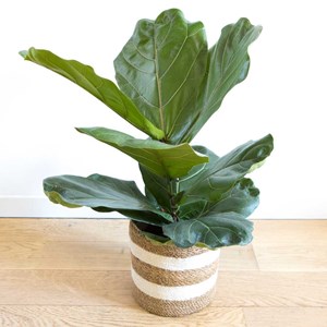 Figuier lyre sans cache-pot