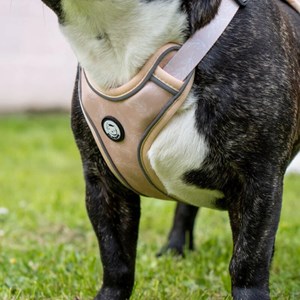 Harnais pour chien confortable et résistant - beige tropical - taille m