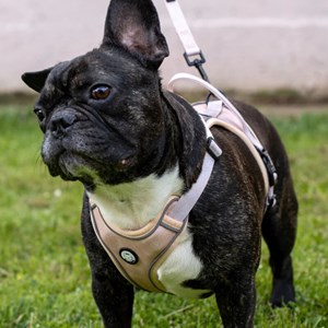 Harnais pour chien confortable et résistant - beige tropical - taille l