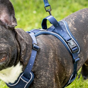 Harnais pour chien confortable et résistant - bleu nuit - taille s