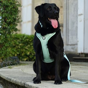 Harnais pour chien confortable et résistant - vert pastel - taille xs