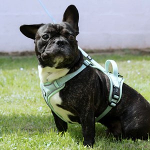 Harnais pour chien confortable et résistant - vert pastel - taille m