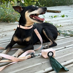 Laisse pour chien avec poignée rembourrée - beige tropical - taille s