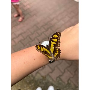 Abri à papillons papill’home