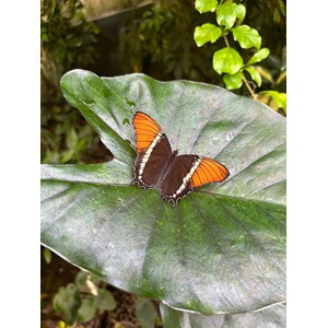 Abri à papillons papill’home