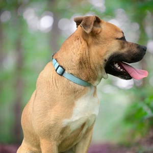 Collier pour chien rembourré et résistant - vert pastel - taille m