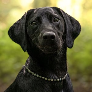 Collier bouclier – pour chien sensible - l