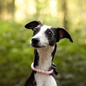 Collier pure quartz rose – pour chien affectif - s