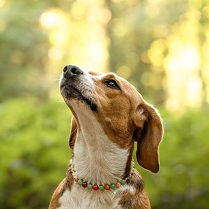 Collier tonic – pour chien fatigué ou senior - l