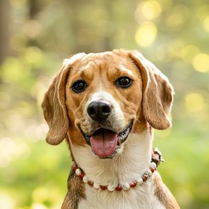 Collier stabilité – pour chien agité - s