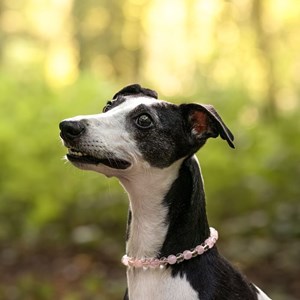 Collier cocon – pour chien anxieux de séparation - m