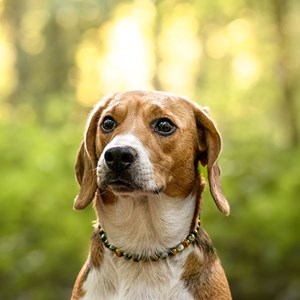 Collier courage – pour chien craintif - s