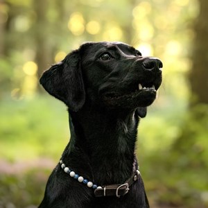 Collier focus – pour chien nerveux - m