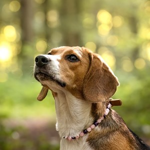 Collier tendresse – pour chiot sensible - l