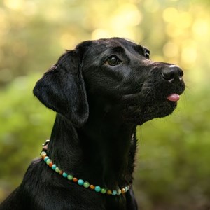 Collier vitalité – pour chien souffrant d’arthrose - s