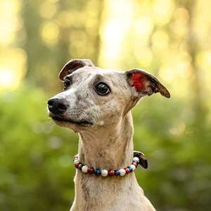 Collier équilibre – pour chien désobéissant - s