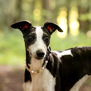 Collier lien – pour chien anxieux de séparation - m