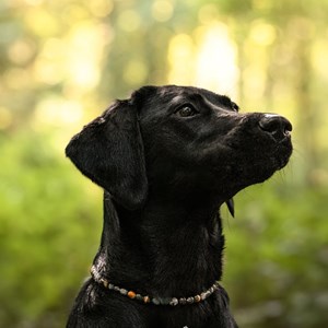 Collier confiance – pour chien peureux ou adopté - l