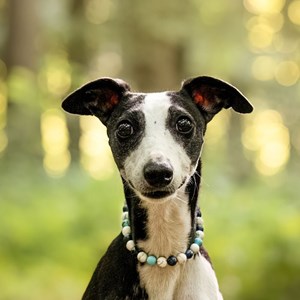 Collier sérénité – pour chien hyperactif - l