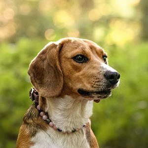 Collier apaisement – pour chien anxieux & stressé - m