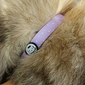 Collier pour chien rembourré et résistant - lilas - taille s
