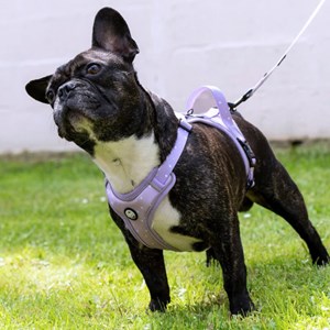 Harnais pour chien confortable et résistant - lilas - taille xs