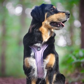 Harnais pour chien confortable et résistant - lilas - taille s