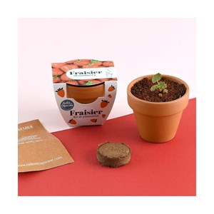 Mini kit 6 cm - fraise
