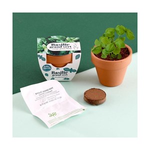 Mini kit 6 cm - basilic