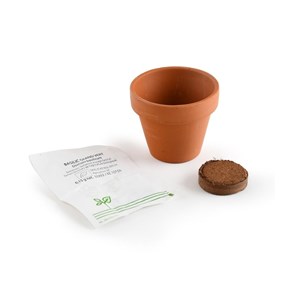 Mini kit 6 cm - basilic