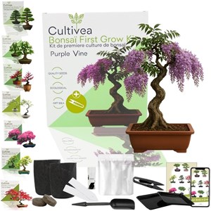 Kit first bonsai purple vine avec accessoires