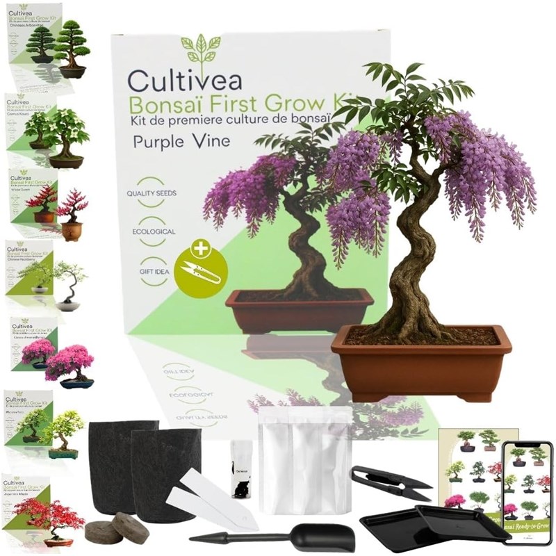 Kit first bonsai purple vine avec accessoires