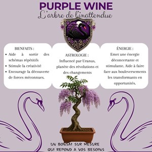 Kit first bonsai purple vine avec accessoires