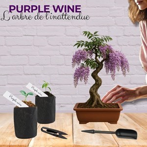 Kit first bonsai purple vine avec accessoires