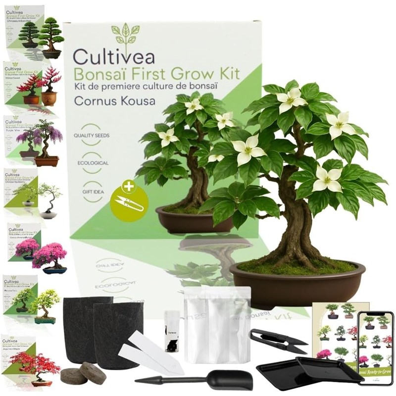 Kit first bonsai cornus kousa avec accessoires