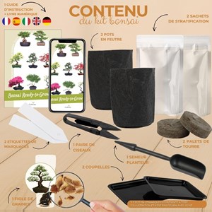 Kit first bonsai cornus kousa  avec accessoires