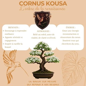 Kit first bonsai cornus kousa  avec accessoires