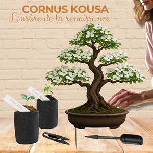 Kit first bonsai cornus kousa  avec accessoires