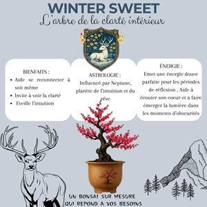 Kit first bonsai winter sweet  avec accessoires