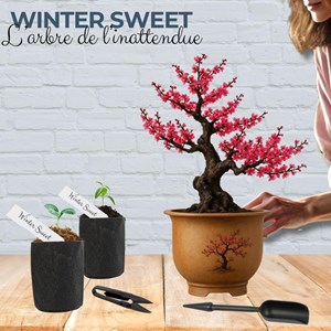 Kit first bonsai winter sweet  avec accessoires