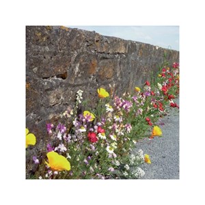 Mélange pied de mur : alternative au dés