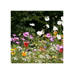 Mélange prairie fleurie : floraison abon