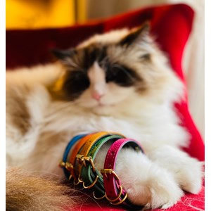 Collier pour chat lynx lynx by maurice en cuir grainé - taille 2 - orange