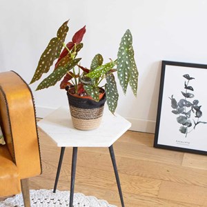 Bégonia maculata sans cache-pot