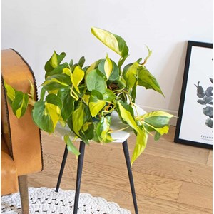 Philodendron scandens sans cache-pot