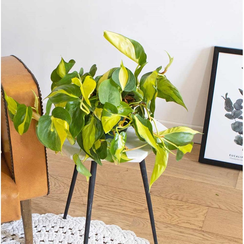 Philodendron scandens sans cache-pot