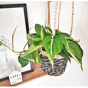 Philodendron scandens sans cache-pot